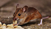 24 Hour & Emergency Exterminators in Seymour Johnson AFB, NC
